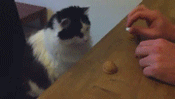 rbYVJkoXDmWMGhWT4e2mq9.gif