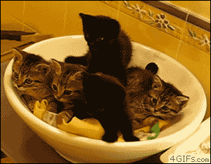 e4ddf23152f9b37649f7195d5bc5548f.gif