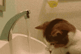 6FqEXFXndlbEPmclvlNE4.gif