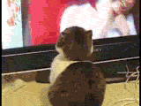 e8276a6a2a23d10cea100647cb2481b5_ljtdP2Ia.gif