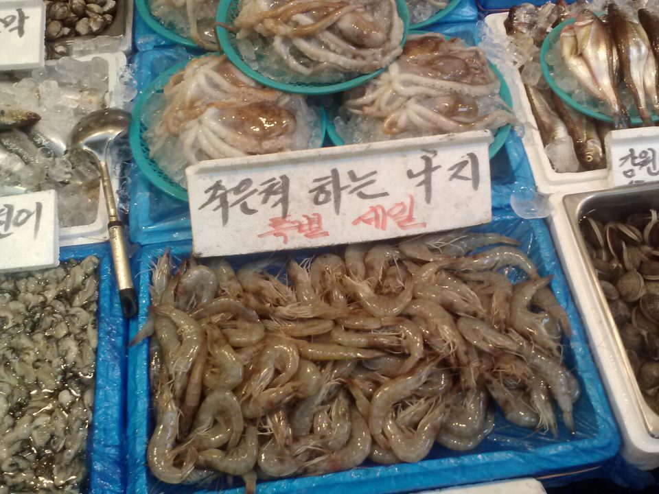 낙지.jpg