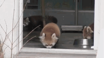 111.gif