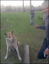 AwQ50a4cfb114d18.gif