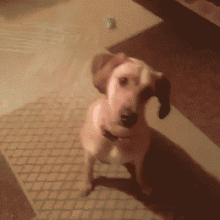 play2_dog.gif
