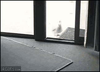 새대가리.gif