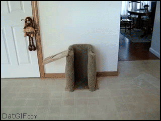 dog.gif