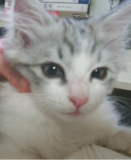 강남고양이.gif