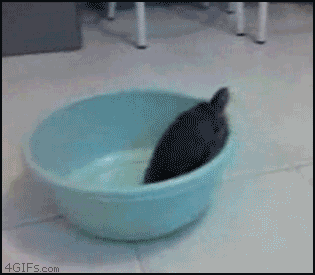 거북이의_탈출의지.gif