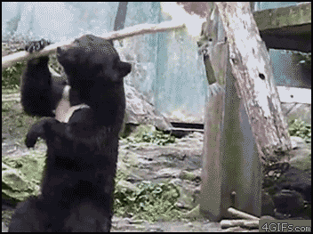 무림곰.gif