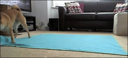 개말이.gif