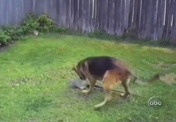 개복수.gif
