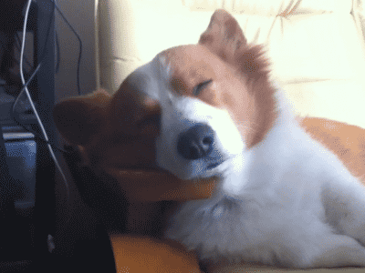 지하철개.gif