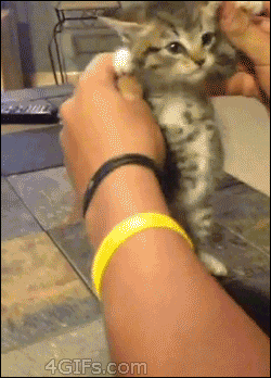 52300e2402c1af77caf8.gif