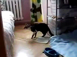 1.gif