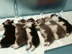 밥먹자~.gif