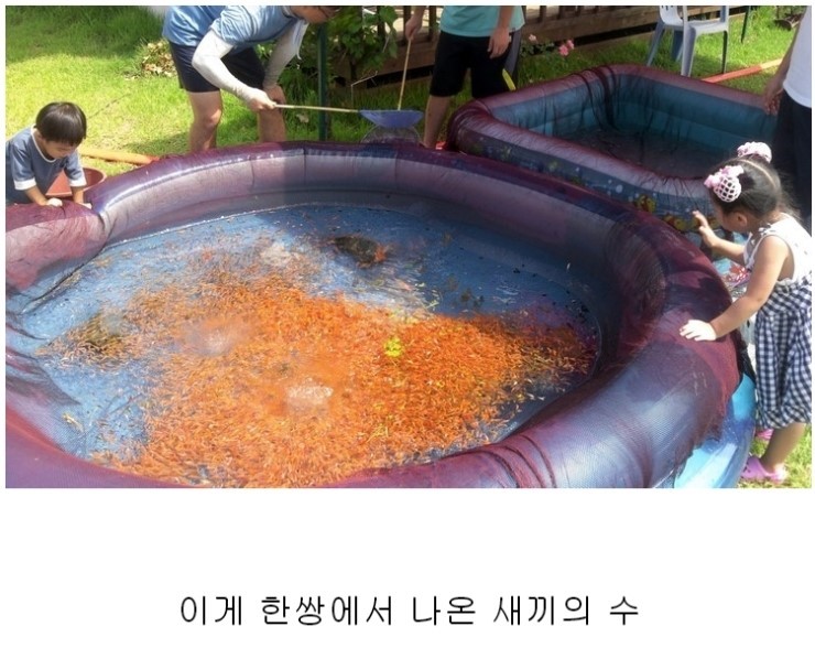 잉어의_번식력.jpg