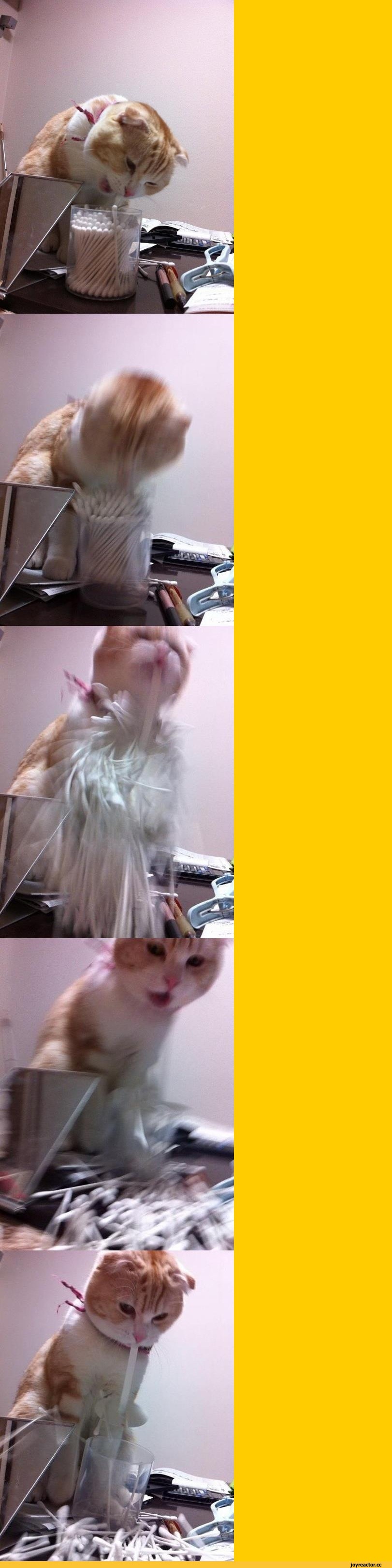 котэ-живность-ушные-палочки-песочница-933438.jpeg