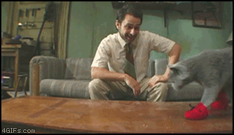 cat.gif
