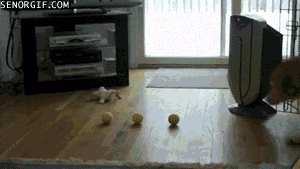 dog.gif