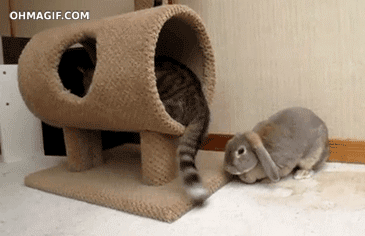 왜때려.gif