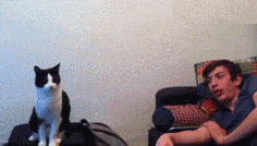 고양이2.gif