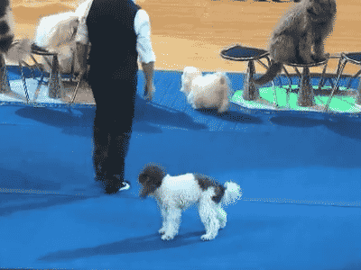 체조계_신동.gif