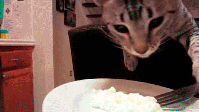 고양이3.gif
