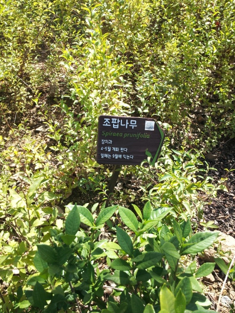 조팝나무.jpg