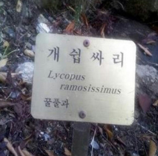개쉽싸리.jpg
