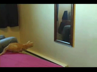 162.gif