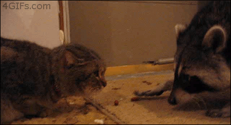 257C683B524AB77E315009.gif