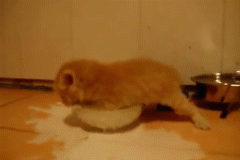 아기_고양이_우유_움짤.gif