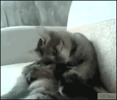 2714AE425211CC301D9240.gif