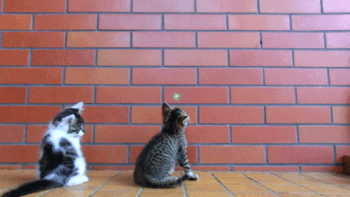 263D363D527A20B114DD96.gif