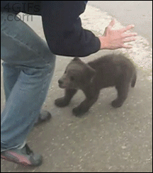 곰의공격.gif