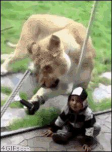 알바중_Lion-breath-window-wash.gif