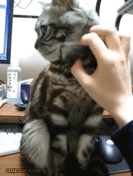 고양이_이러지마_Ya-basta-humano_zpsb98db2e0.gif