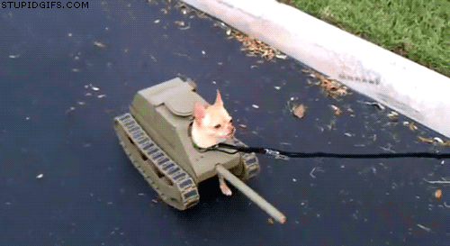 2342FC3F524A88CA24FA97.gif