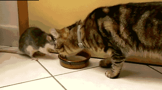 23779A4D5214527A1F58A3.gif
