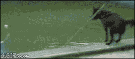 수영하개.gif