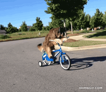 dog-going-for-a-neighbourhood-bicycle-ride.gif