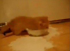 4.gif