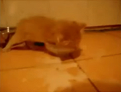 3.gif