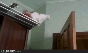 3698611932_9Yglif5t_f9ca92df99072eb8d6111aecd0e32ee1_OlcWGXGnloeHcaH8hoeH3IbQD3qN.gif