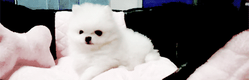 e281daa59f1411be5c861e7d0c909d54_vtoKvxSLrtN4LKriOvyaamE.gif
