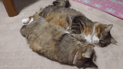 tumblr_mvg65p4F3H1s2gg27o1_400.gif