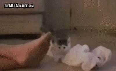 26592F43528F30B30D4C36.gif