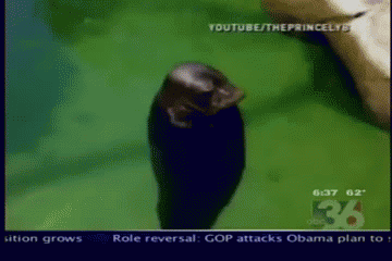 22327ac7fddf0668c99a2c198dd3ccce.gif