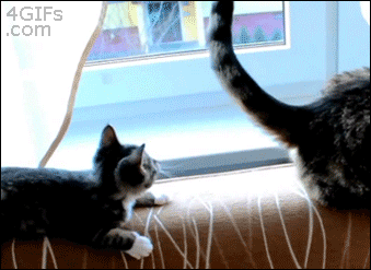 221A784352A2E48B0C17EA.gif