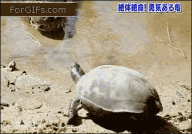 악어쯤이야__Turtle-vs-crocodiles.gif